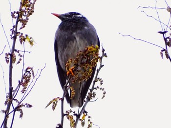 White-cheeked Starling 富岡総合公園(横浜市) Thu, 3/28/2024