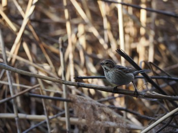 Common Reed Bunting Kasai Rinkai Park Sun, 3/10/2024