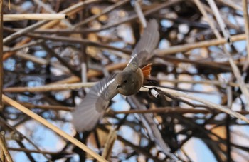 Daurian Redstart Kasai Rinkai Park Sun, 3/10/2024