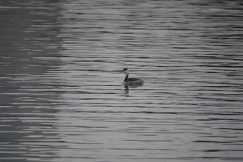 Great Crested Grebe Koyaike Park Mon, 12/10/2018