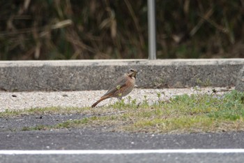 Naumann's Thrush Unknown Spots Thu, 3/28/2024