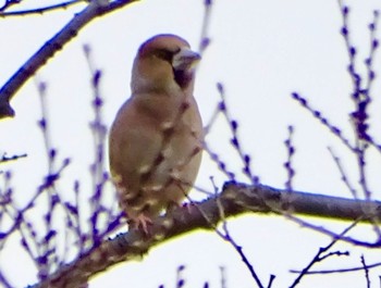 Hawfinch 富岡総合公園(横浜市) Thu, 3/28/2024