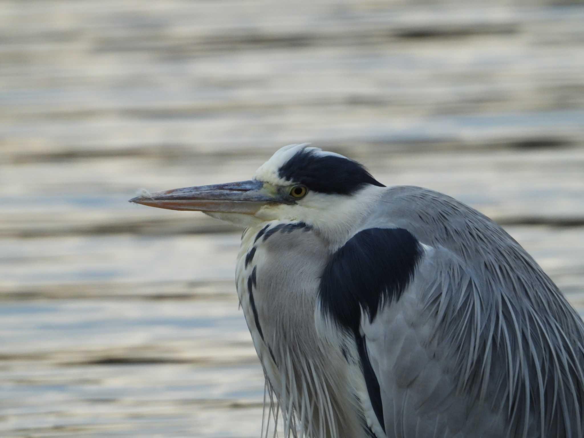 昆陽池公園 アオサギの写真 by レスター