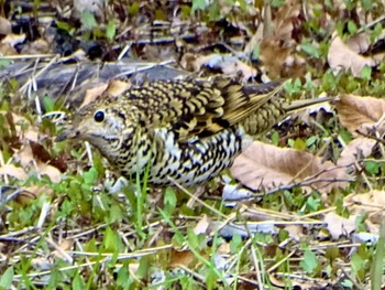 White's Thrush Maioka Park Thu, 3/28/2024