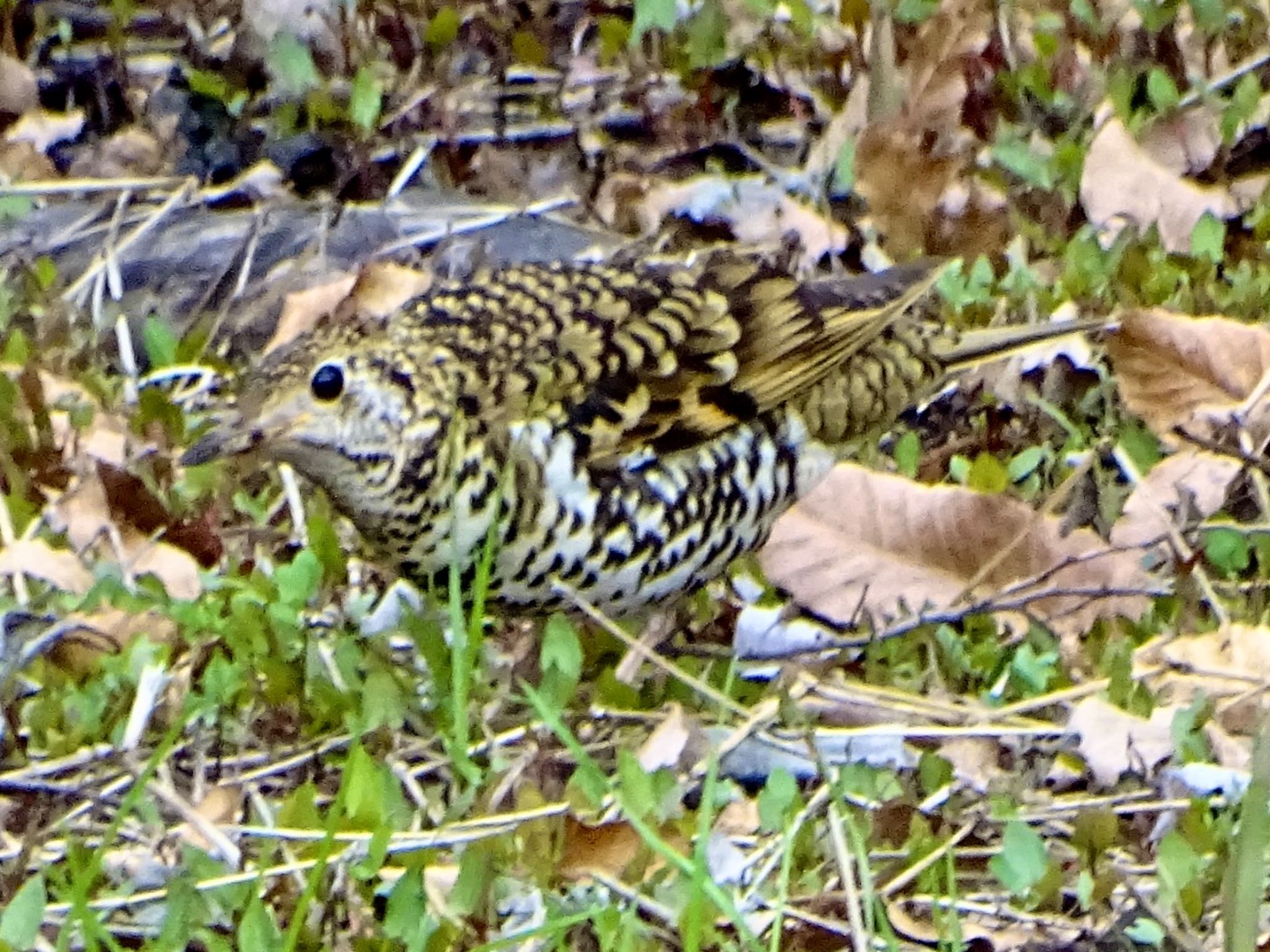 トラツグミ