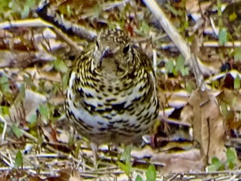 White's Thrush Maioka Park Thu, 3/28/2024