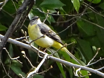 Grey Wagtail 富岡総合公園(横浜市) Thu, 3/28/2024