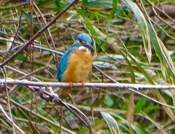 Common Kingfisher Maioka Park Thu, 3/28/2024