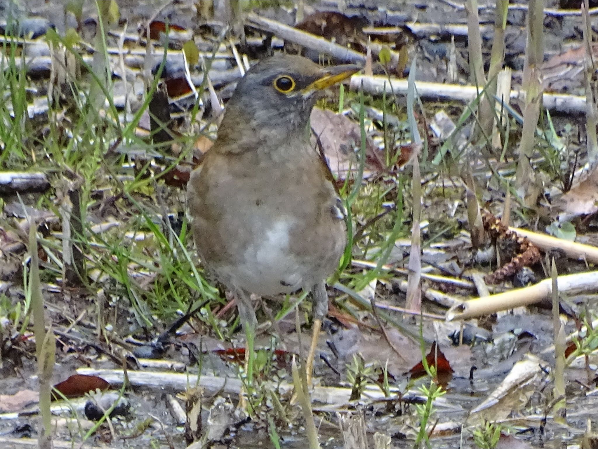 Pale Thrush