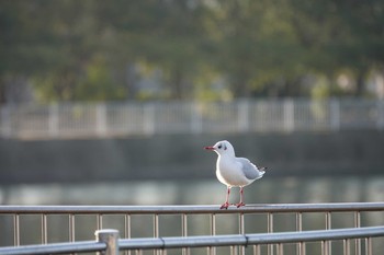 ユリカモメ 昆陽池公園 2018年12月16日(日)