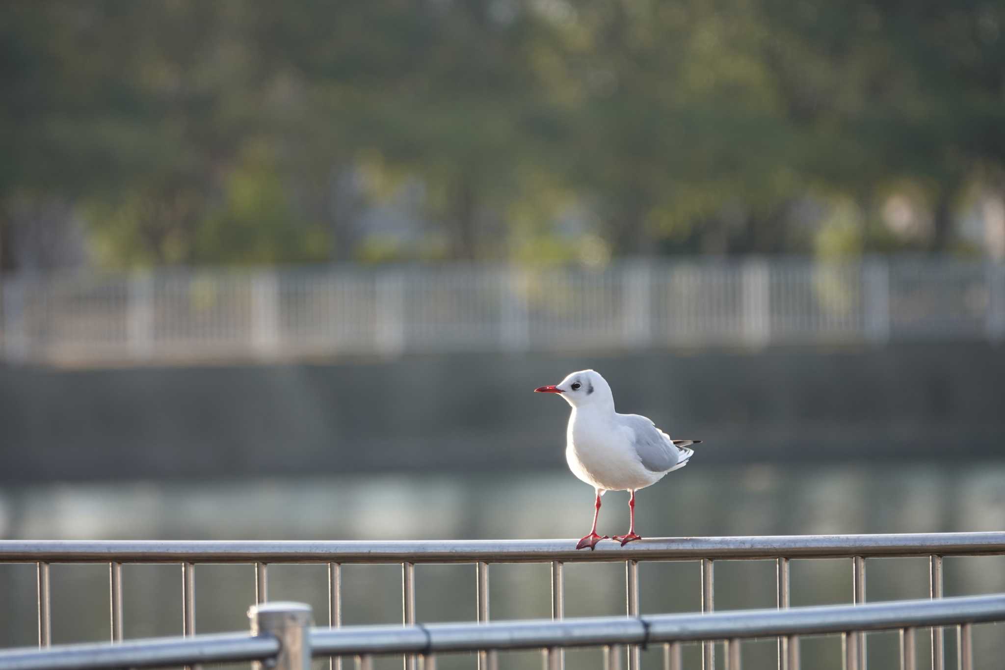 昆陽池公園 ユリカモメの写真 by レスター