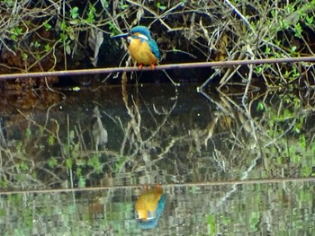 Common Kingfisher Maioka Park Thu, 3/28/2024