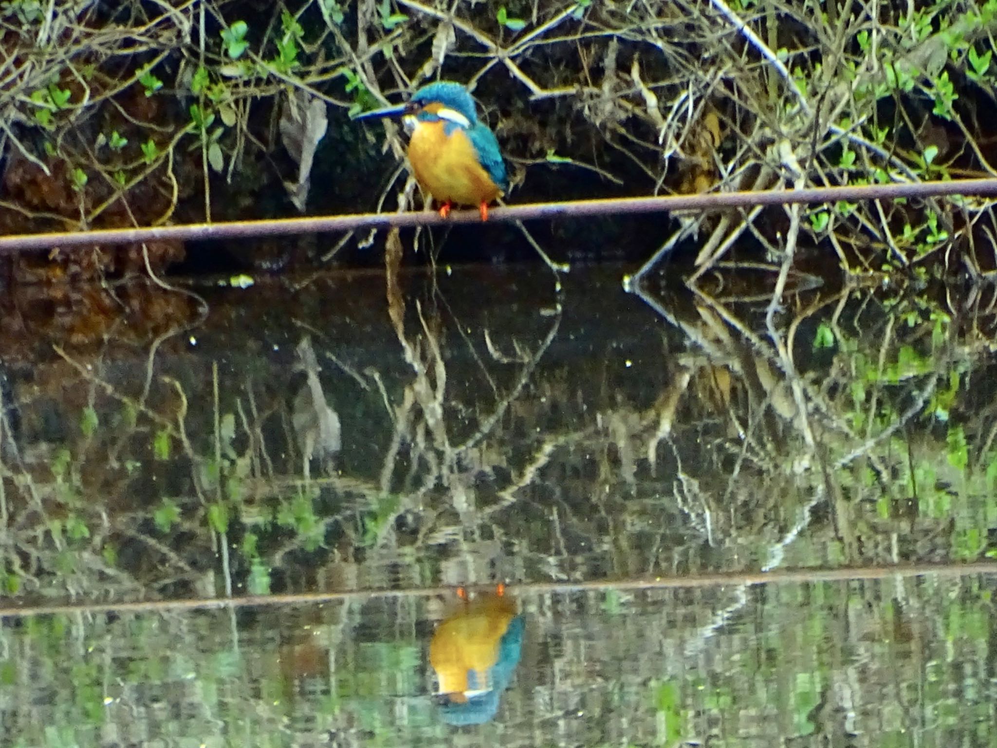 Photo of Common Kingfisher at Maioka Park by KAWASEMIぴー