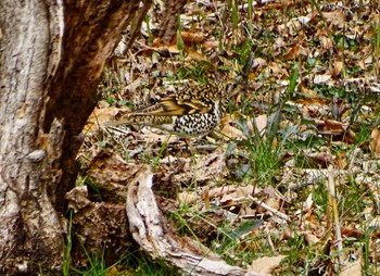 White's Thrush Maioka Park Thu, 3/28/2024