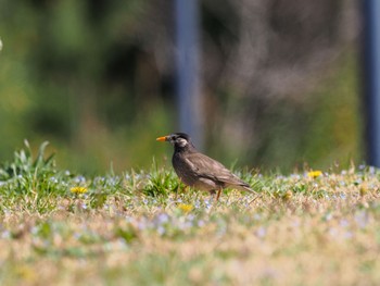 White-cheeked Starling Teganuma Wed, 3/27/2024