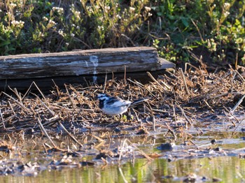 White Wagtail Teganuma Wed, 3/27/2024