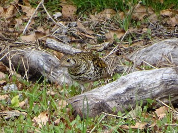 White's Thrush Maioka Park Thu, 3/28/2024