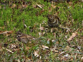 White's Thrush Maioka Park Thu, 3/28/2024