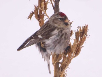 Common Redpoll Makomanai Park Fri, 1/26/2024