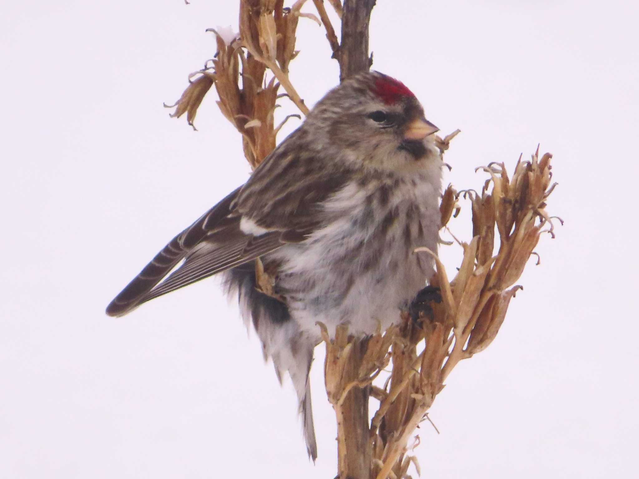 Photo of Common Redpoll at Makomanai Park by ゆ