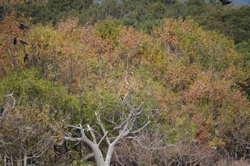 オオタカ 昆陽池公園 2018年12月9日(日)