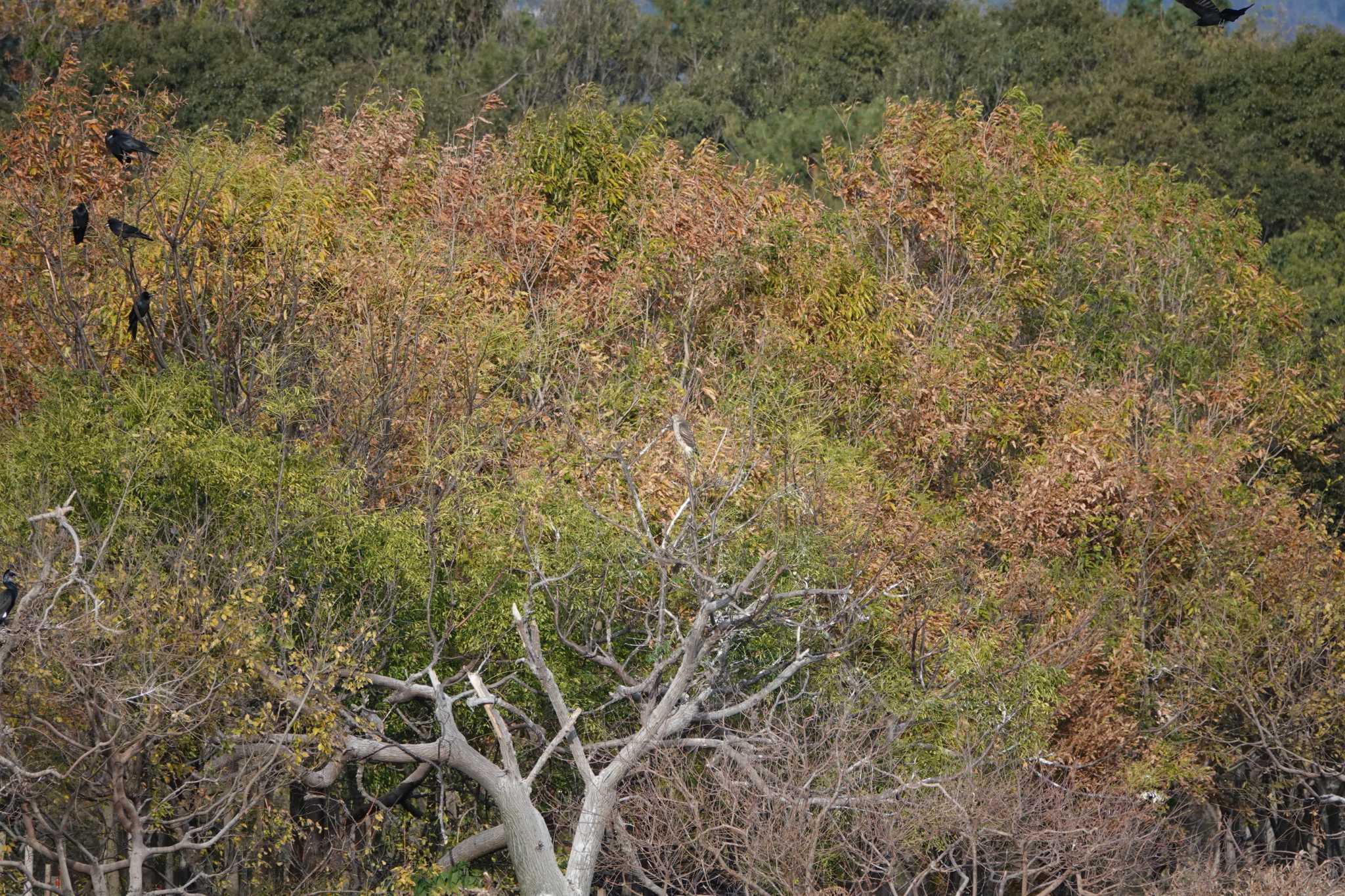 Eurasian Goshawk