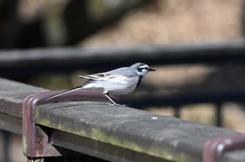 White Wagtail 坂田ヶ池総合公園 Sun, 2/11/2024