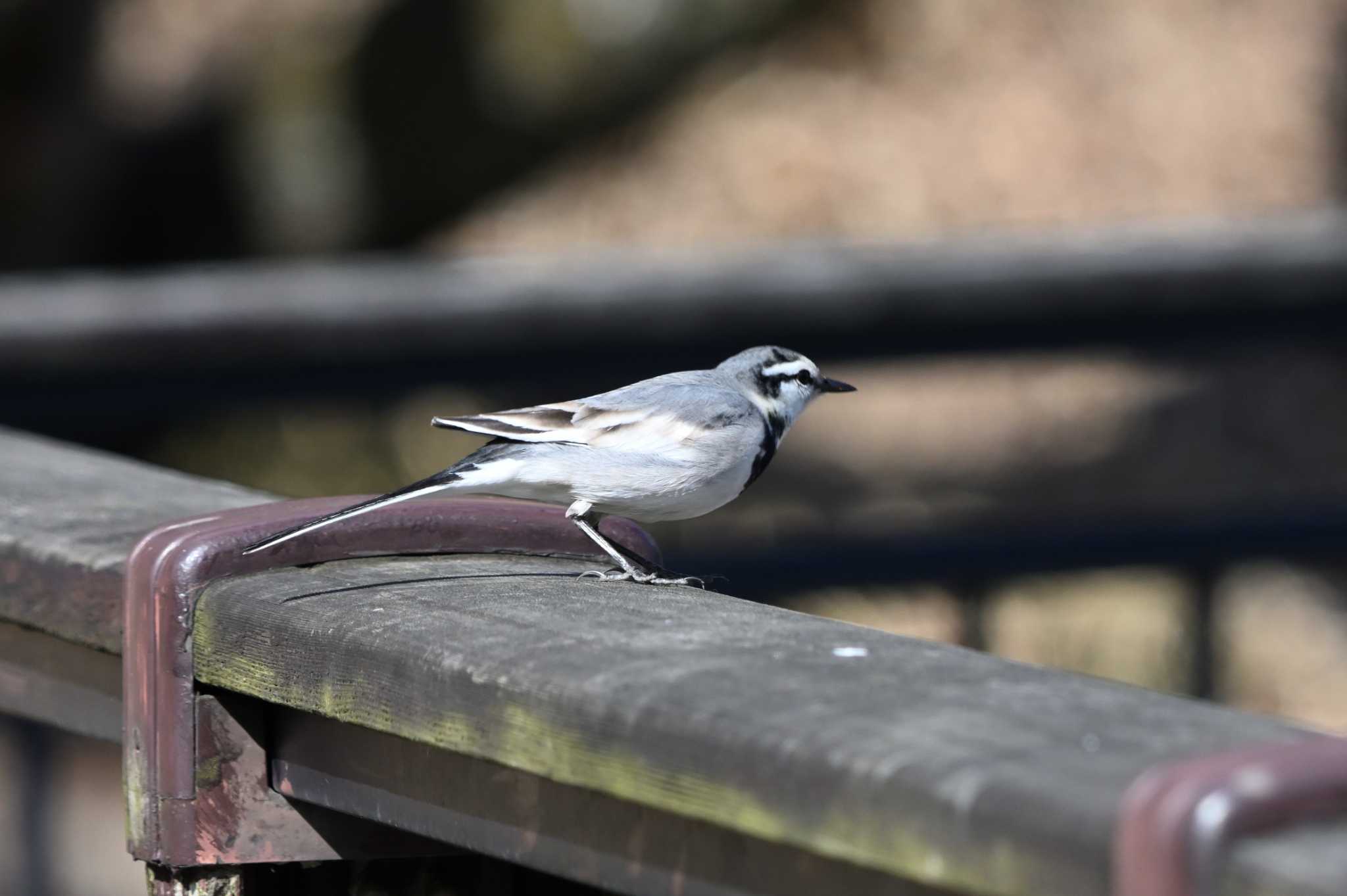 White Wagtail