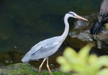 Grey Heron 長津川ふれあい広場 Thu, 3/28/2024