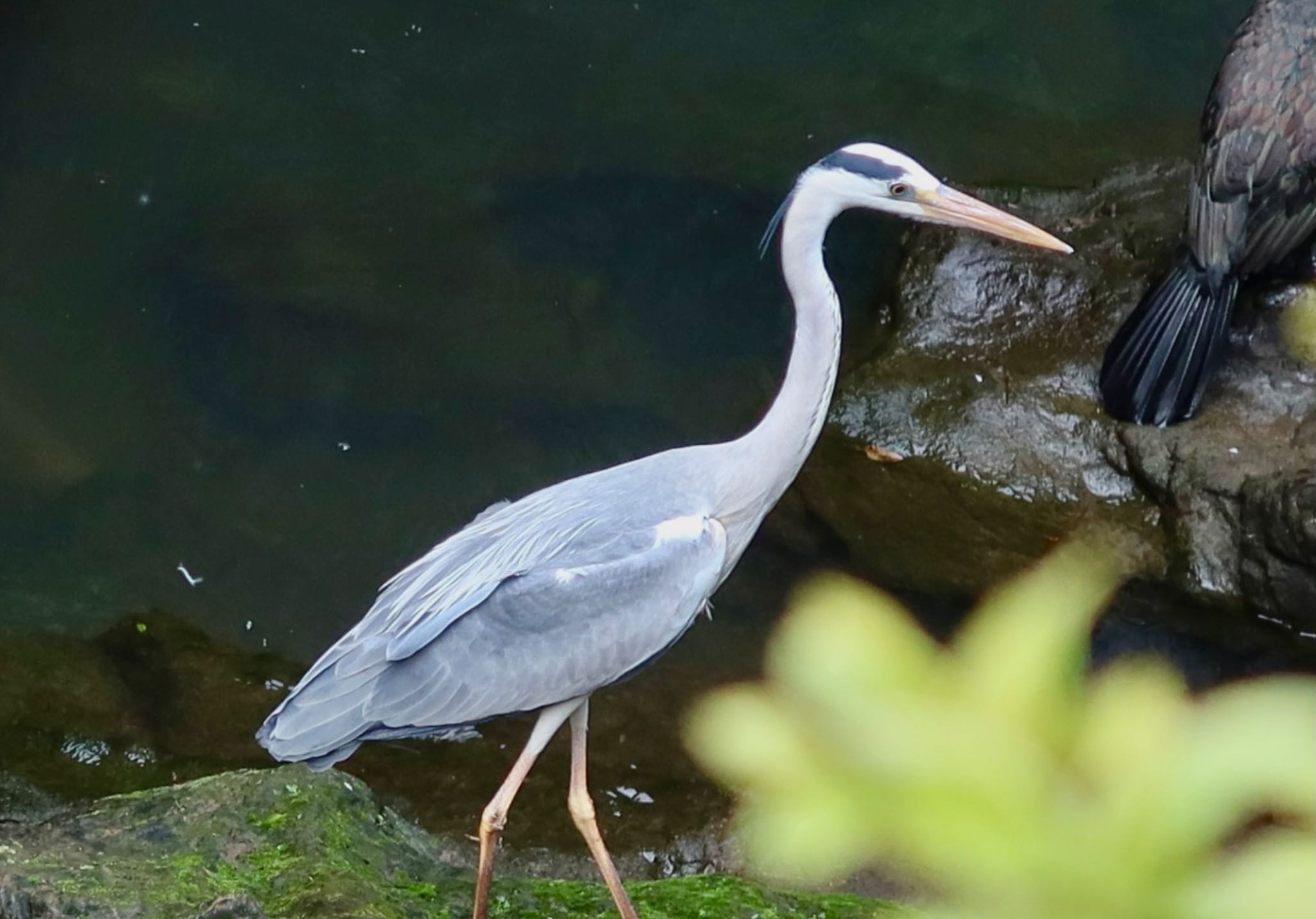 Photo of Grey Heron at 長津川ふれあい広場 by ひこうき雲