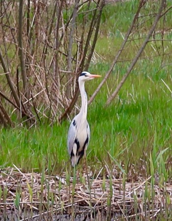 Grey Heron 長津川ふれあい広場 Thu, 3/28/2024