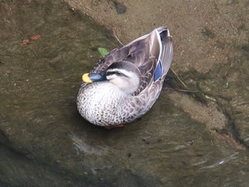 Eastern Spot-billed Duck 長津川ふれあい広場 Thu, 3/28/2024