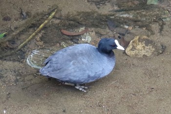 Eurasian Coot 長津川ふれあい広場 Thu, 3/28/2024