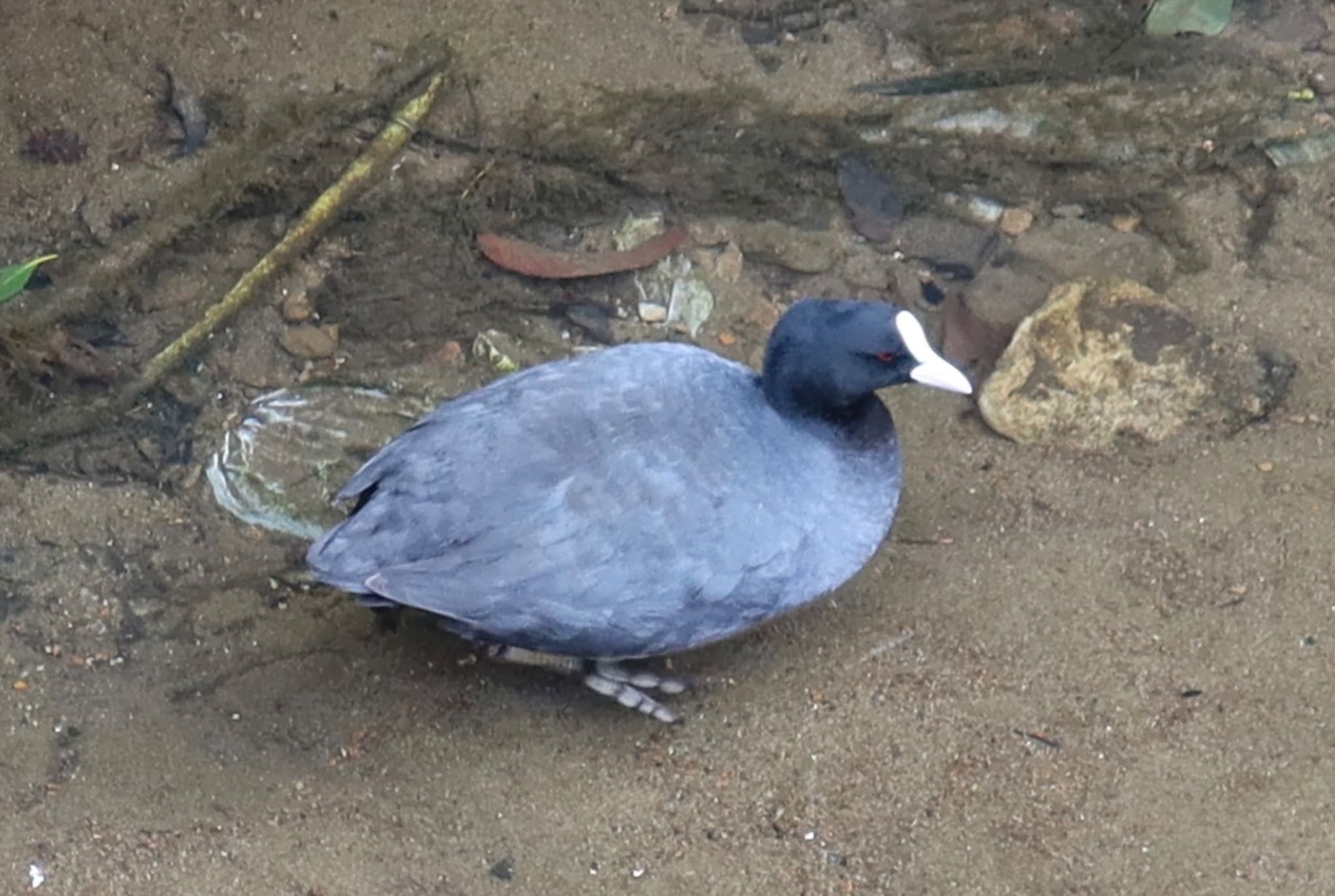 Eurasian Coot