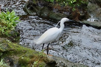 Little Egret 長津川ふれあい広場 Thu, 3/28/2024