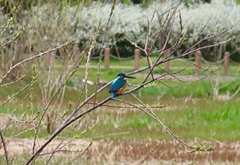 Common Kingfisher 長津川ふれあい広場 Thu, 3/28/2024