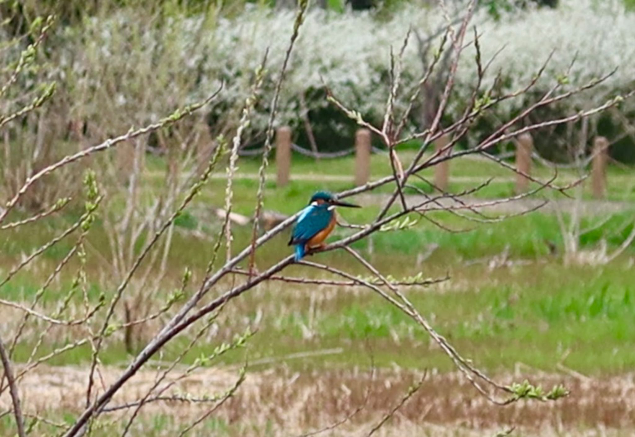 Common Kingfisher