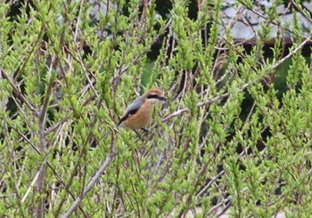 Bull-headed Shrike 長津川ふれあい広場 Thu, 3/28/2024