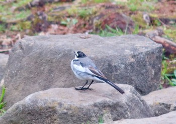 White Wagtail 長津川ふれあい広場 Thu, 3/28/2024