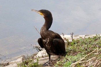 Great Cormorant 長津川ふれあい広場 Thu, 3/28/2024