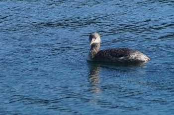 アカエリカイツブリ 浦賀 2024年3月20日(水)