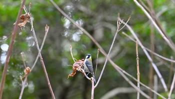 シジュウカラ 馬見丘陵公園 2024年1月27日(土)