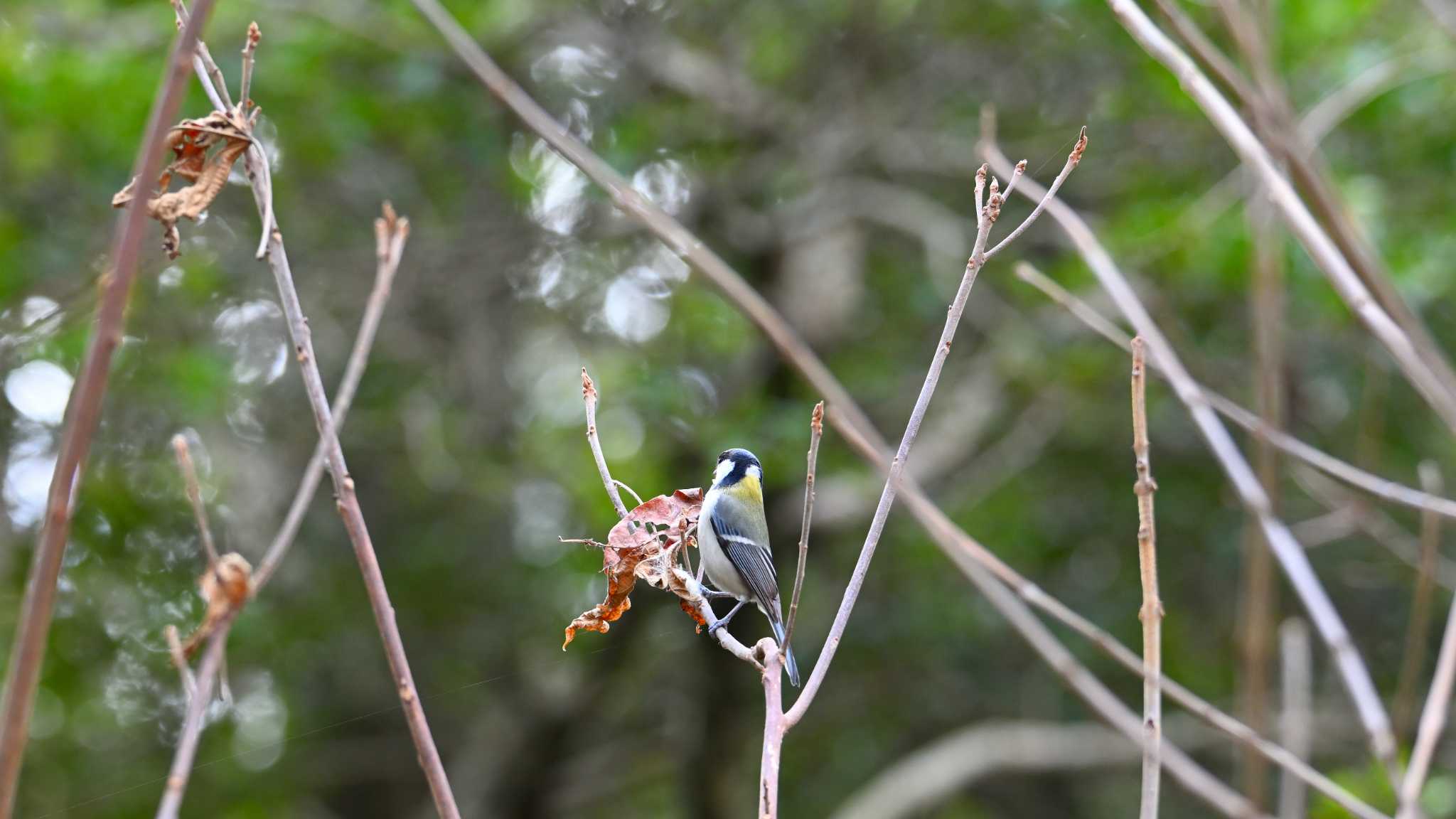 シジュウカラ