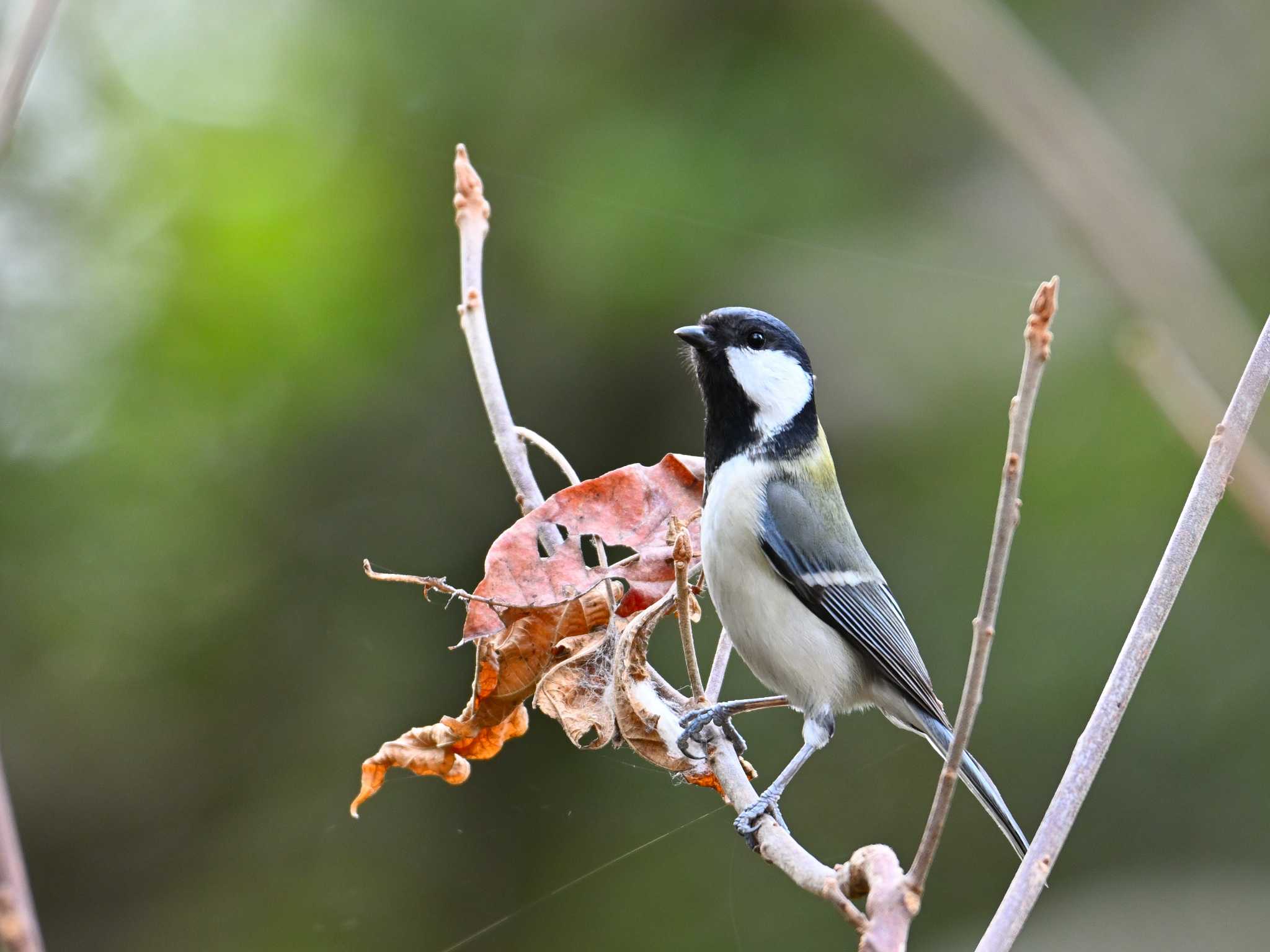 Japanese Tit