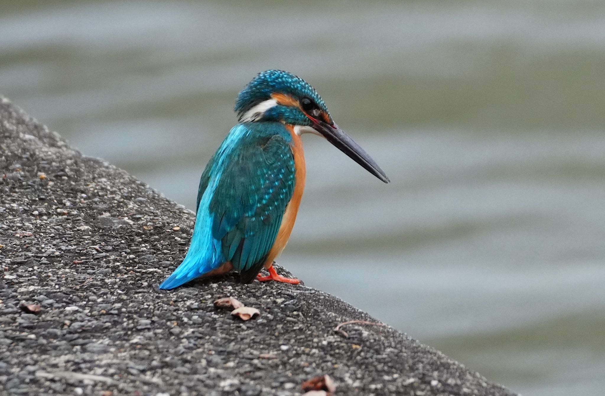 Photo of Common Kingfisher at 千里南公園 by アルキュオン