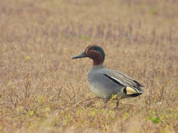 Eurasian Teal 岡山県 Sun, 3/24/2024