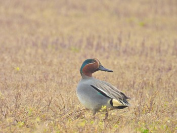 Eurasian Teal 岡山県 Sun, 3/24/2024