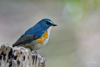 Red-flanked Bluetail Kodomo Shizen Park Sun, 3/24/2024