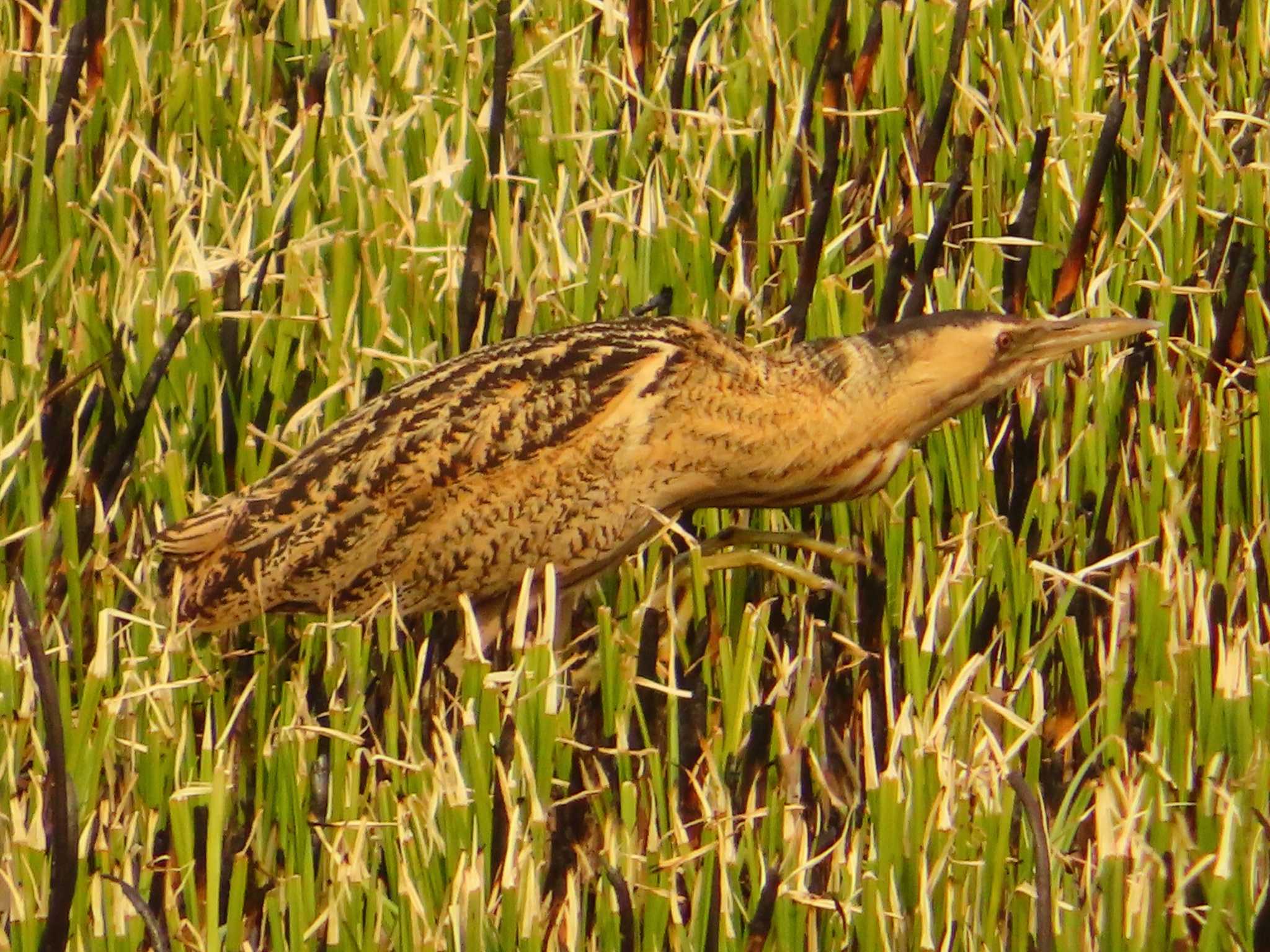 Eurasian Bittern