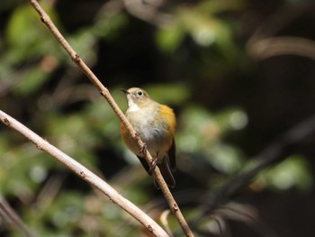 Red-flanked Bluetail 厚木七沢森林公園 Sun, 1/7/2024